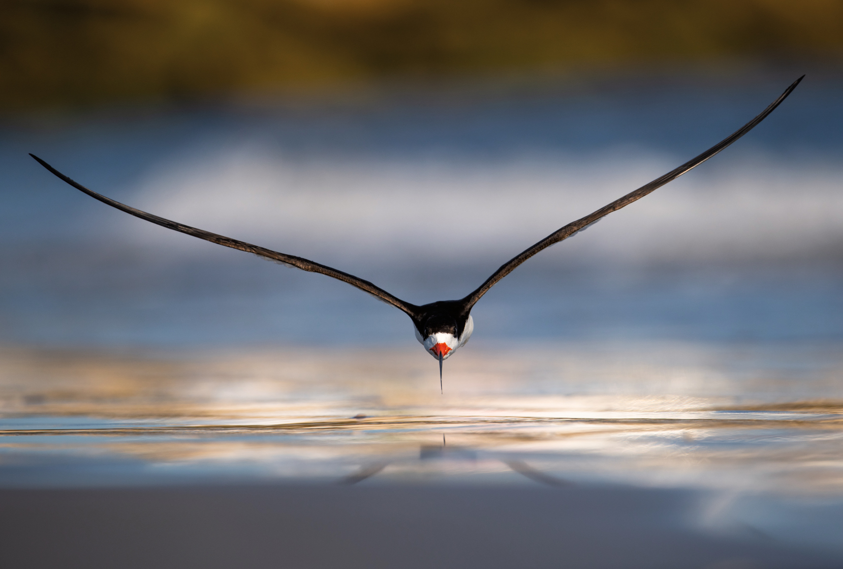 Les Plus Belles Photos Doiseaux En Plein Vol Playbac