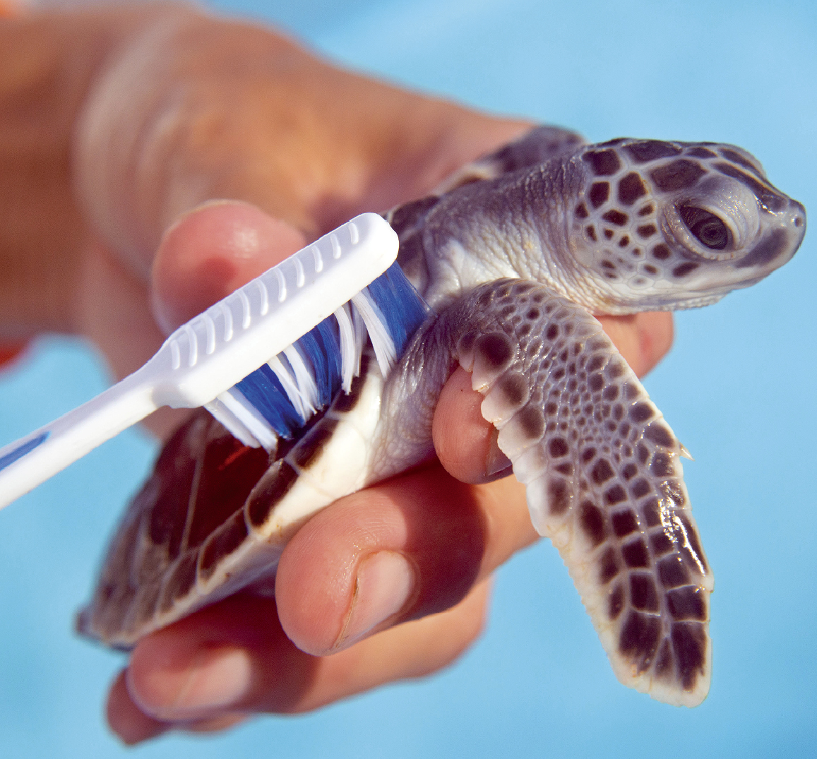 Des Soigneurs S Occupent D Un Bebe Tortue Sauve Apres Un Ouragan Le Petit Quotidien Le Seul Journal D Actualite Pour Les Enfants De 6 10 Ans