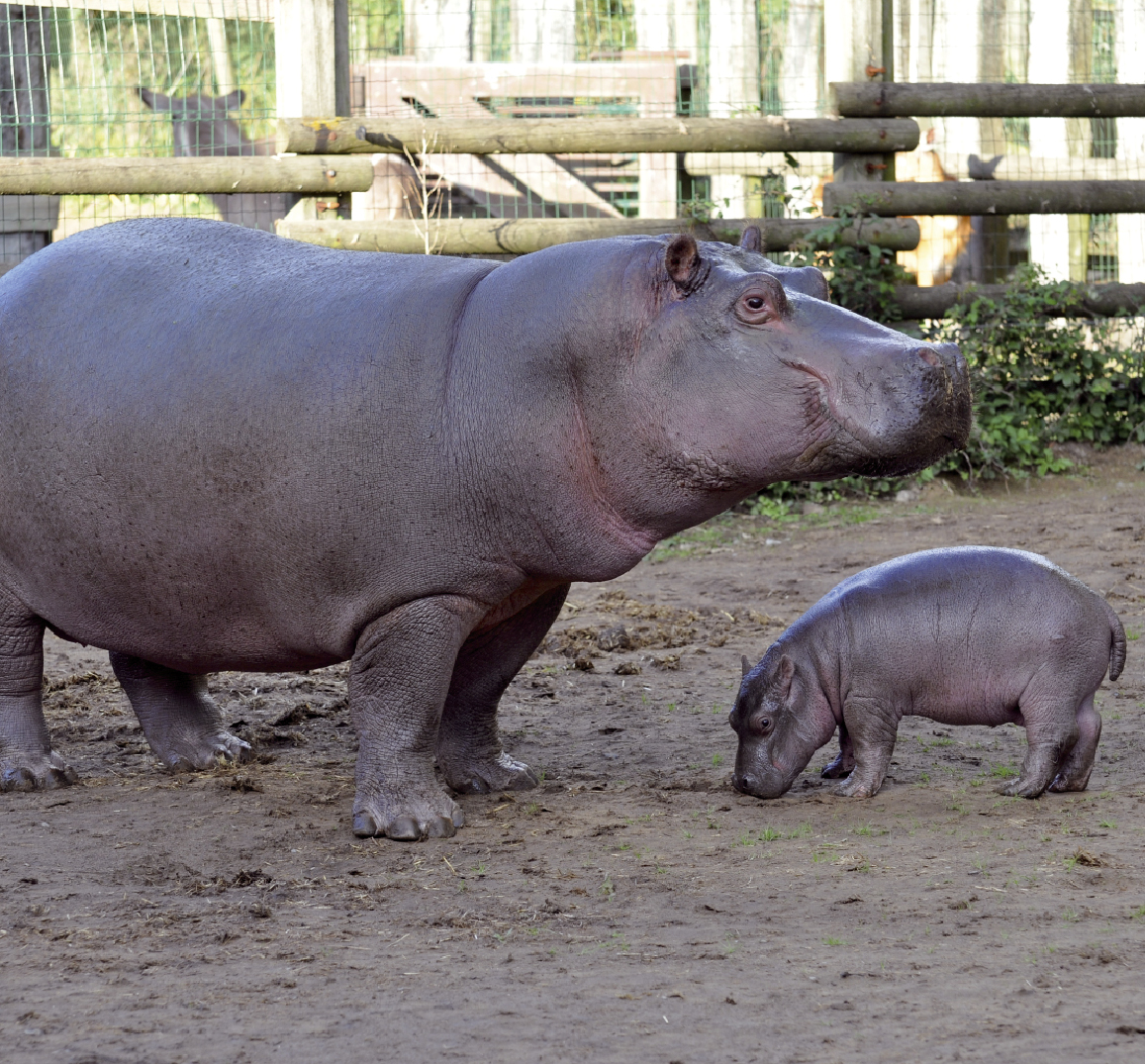 Comment Sappelle La Femelle De Lhippopotame Voici le premier hippopotame né en France cette année! | Le Petit  Quotidien, le seul journal d'actualité pour les enfants de 6-10 ans