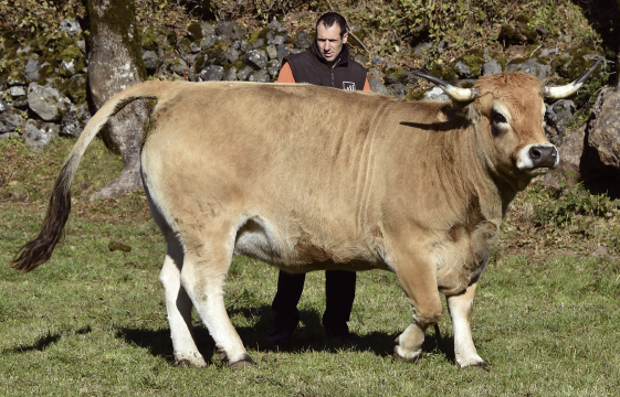 Voici La Vache Star Du Salon De L Agriculture A Paris Le Petit