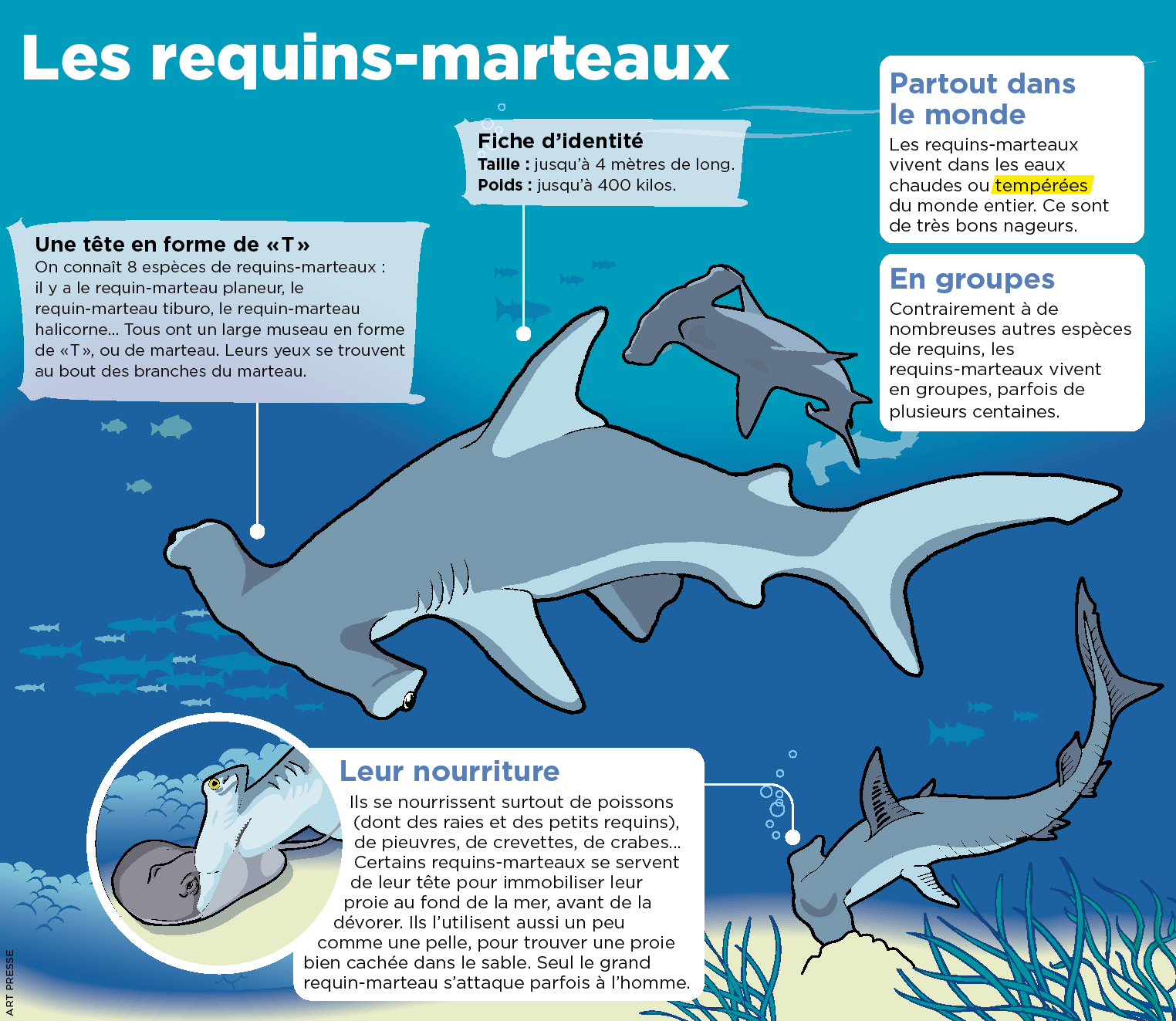 Decouverte Une Cachette Ou Naissent Des Requins Marteaux Playbac Presse Digital Journaux Jeunesse Le Petit Quotidien Mon Quotidien L Actu L Eco Et Plus