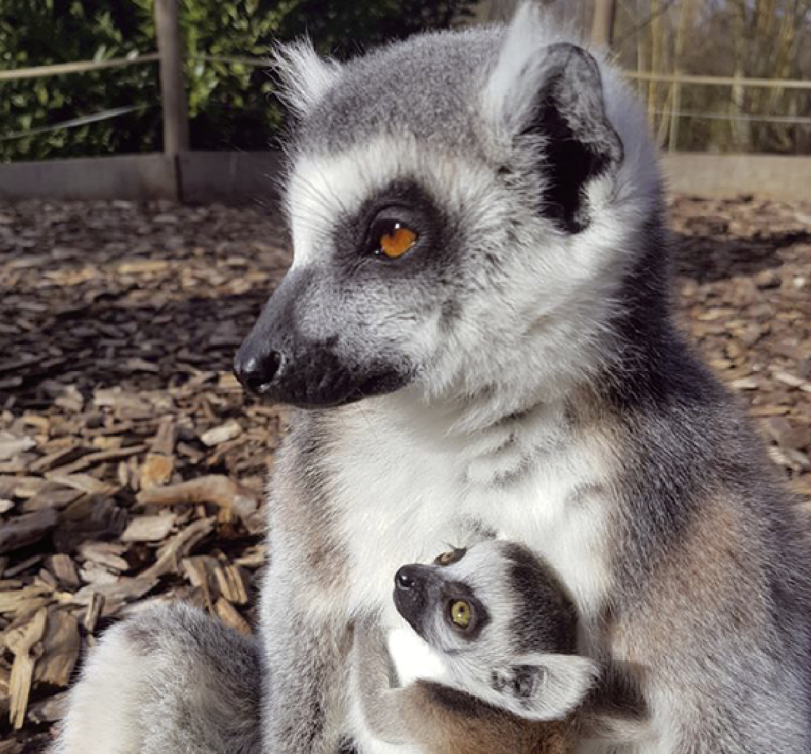 4 Bebes Lemuriens Sont Nes Sous Les Yeux Des Visiteurs D Un Zoo Le Petit Quotidien Le Seul Journal D Actualite Pour Les Enfants De 6 10 Ans 4 Bebes Lemuriens Sont Nes Sous Les Yeux Des Visiteurs D Un Zoo Le Petit Quotidien Le Seul Journal D Actualite Pour Les Enfants De 6 10 Ans