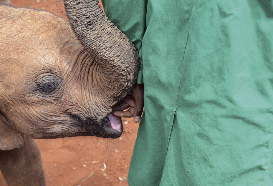 Reportage Dans Un Orphelinat De Bebes Elephants En Afrique Le Petit Quotidien Le Seul Journal D Actualite Pour Les Enfants De 6 10 Ans