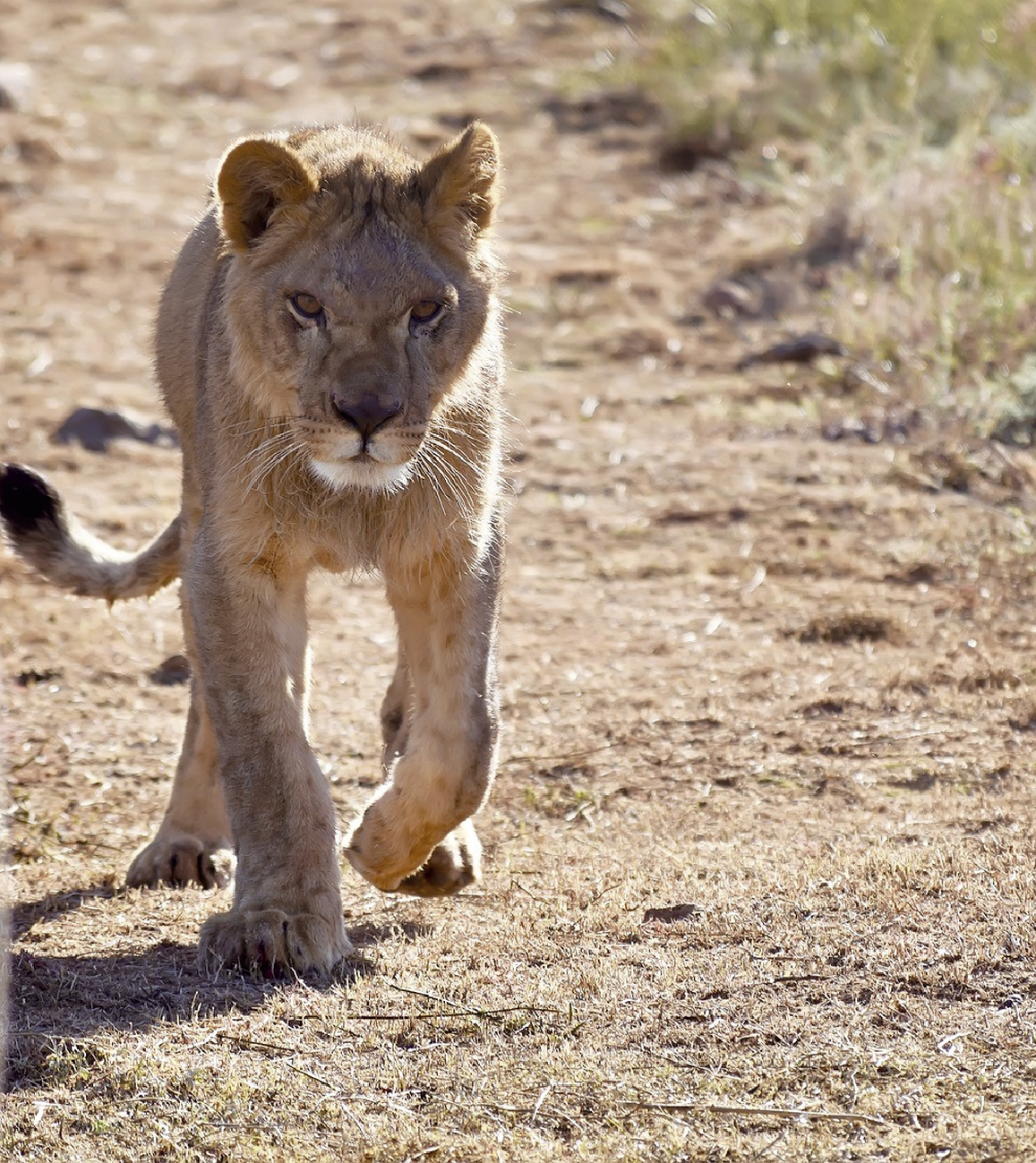 Ce Jeune Lion Sauvé En France Vit Maintenant Heureux En