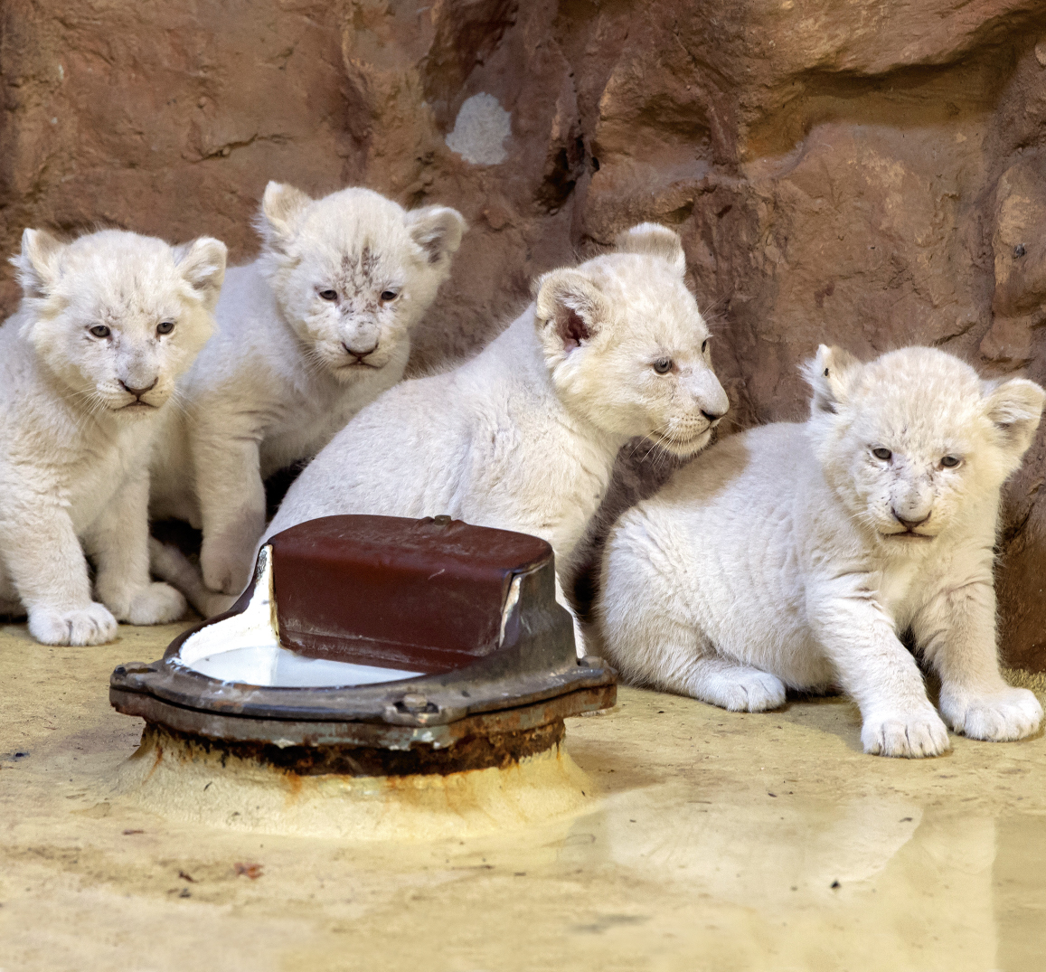 4 Lions Blancs Sont Nes Dans Un Zoo En Allemagne Playbac Presse Digital Journaux Jeunesse Le Petit Quotidien Mon Quotidien L Actu L Eco Et Plus