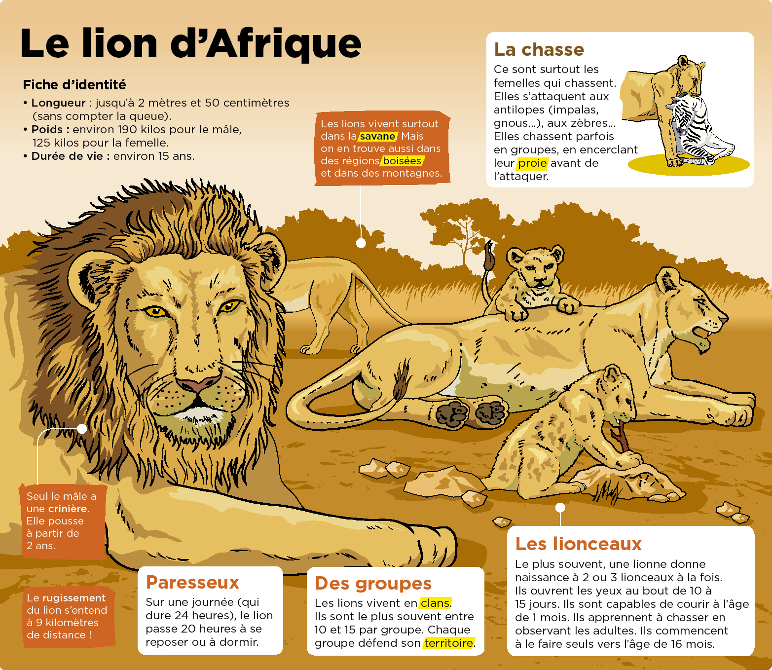 Ce Jeune Lion Sauve En France Vit Maintenant Heureux En Afrique Du Sud Playbac Presse Digital Journaux Jeunesse Le Petit Quotidien Mon Quotidien L Actu L Eco Et Plus