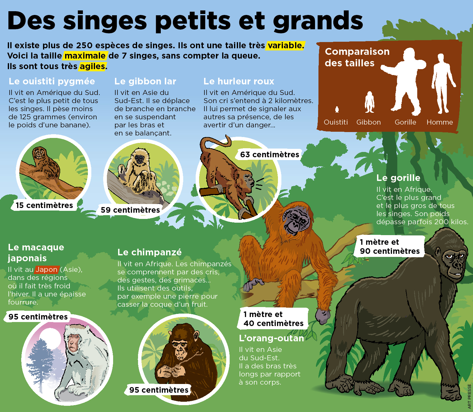 Ce Bebe Singe A Ete Sauve Dans Un Village En Indonesie Le Petit Quotidien Le Seul Journal D Actualite Pour Les Enfants De 6 10 Ans