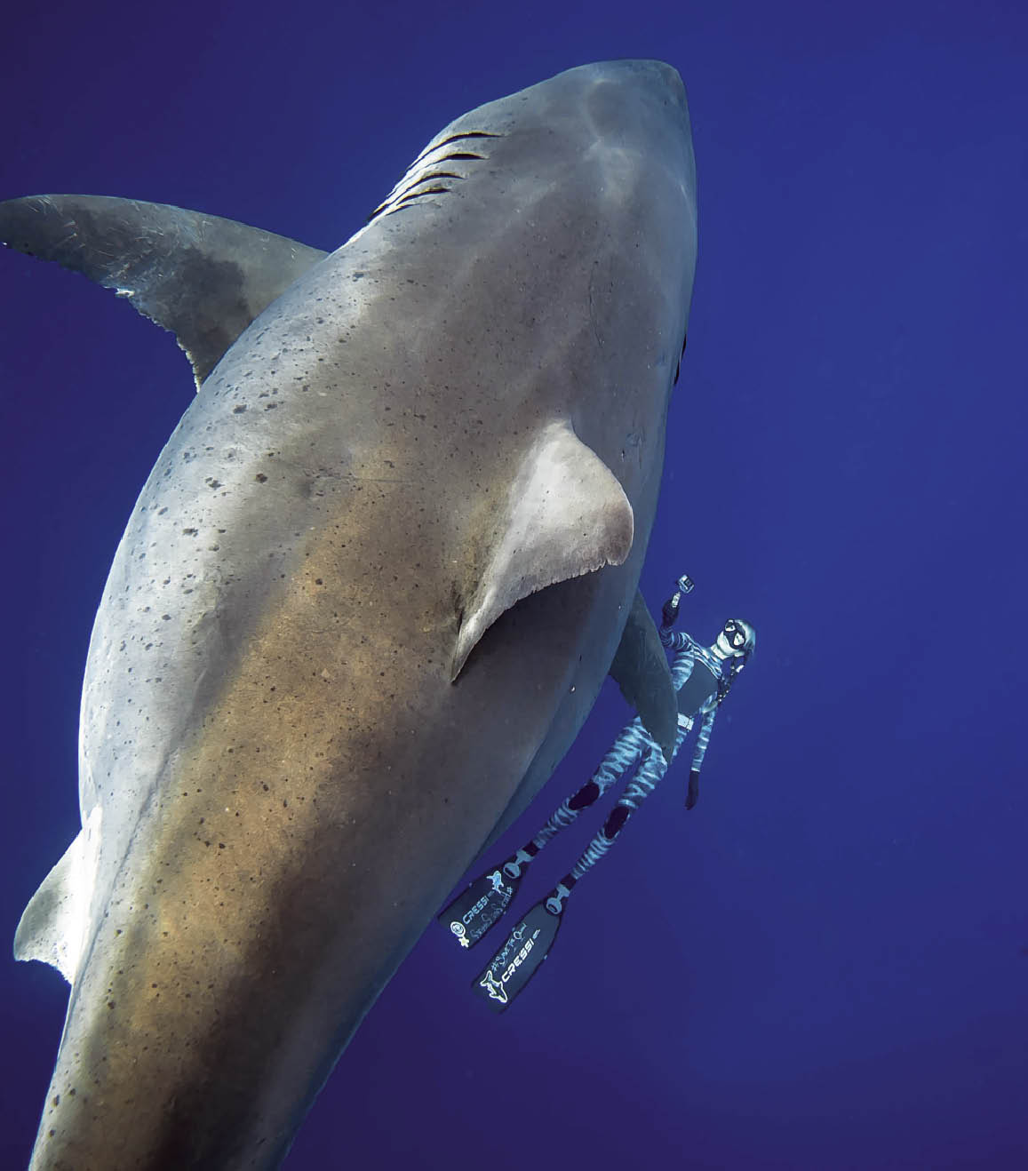 Des Plongeurs Ont Nage A Cote D Un Grand Requin Blanc Le Petit Quotidien Le Seul Journal D Actualite Pour Les Enfants De 6 10 Ans