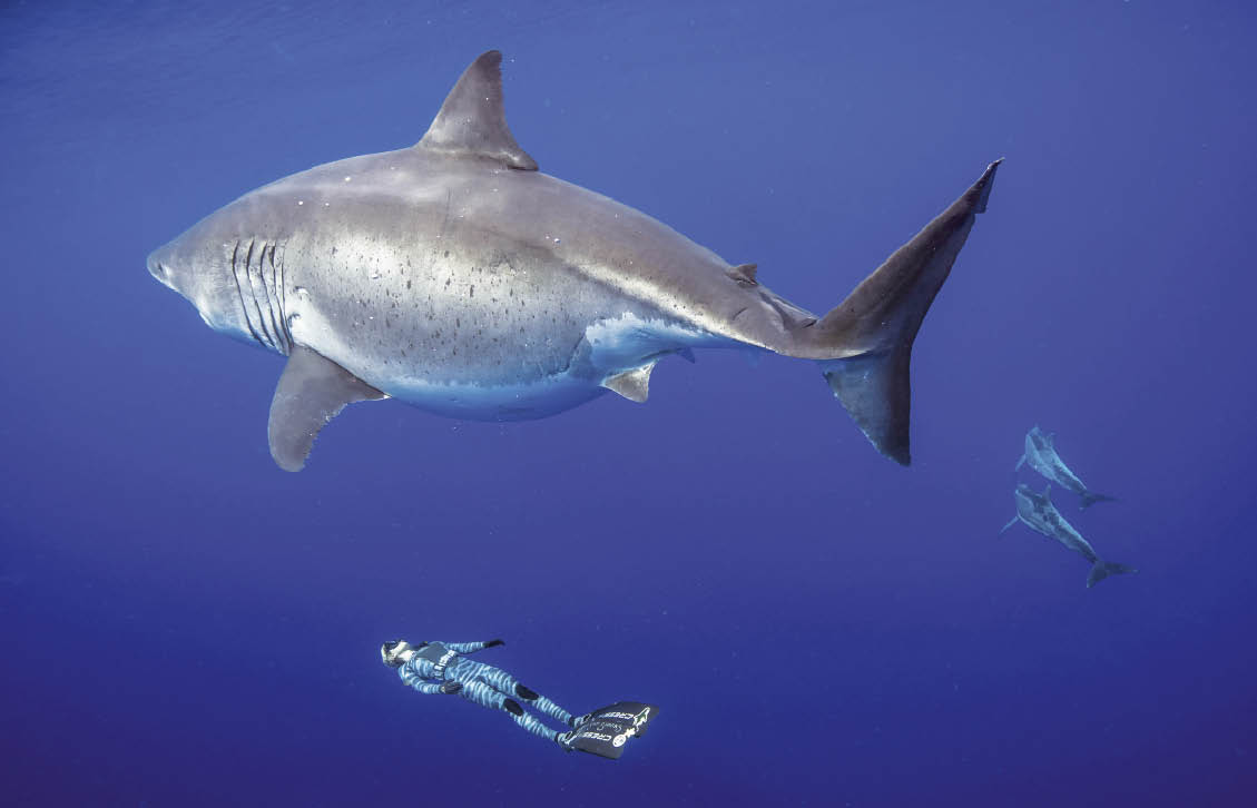 rencontre avec un requin geant