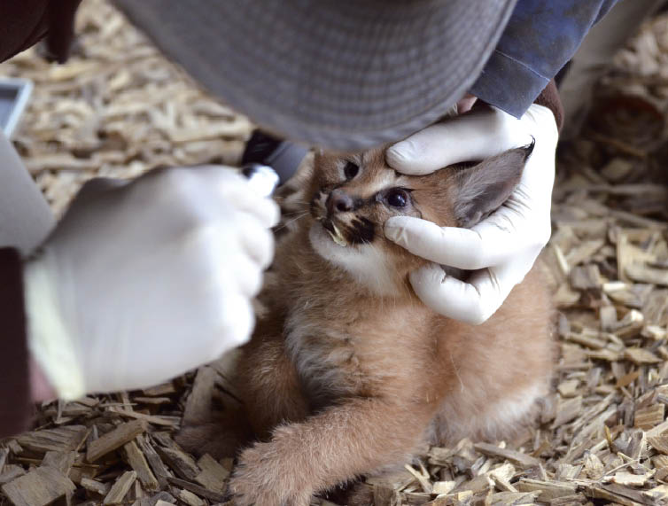 Reportage Premiere Visite Medicale Pour Un Bebe Caracal Le Petit Quotidien Le Seul Journal D Actualite Pour Les Enfants De 6 10 Ans