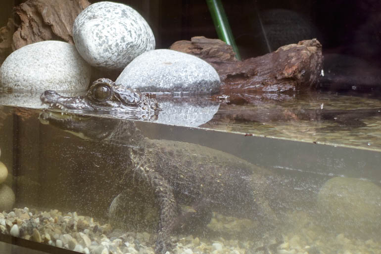 Wally Un Bebe Crocodile Te Raconte Sa Naissance Playbac Presse Digital Journaux Jeunesse Le Petit Quotidien Mon Quotidien L Actu L Eco Et Plus