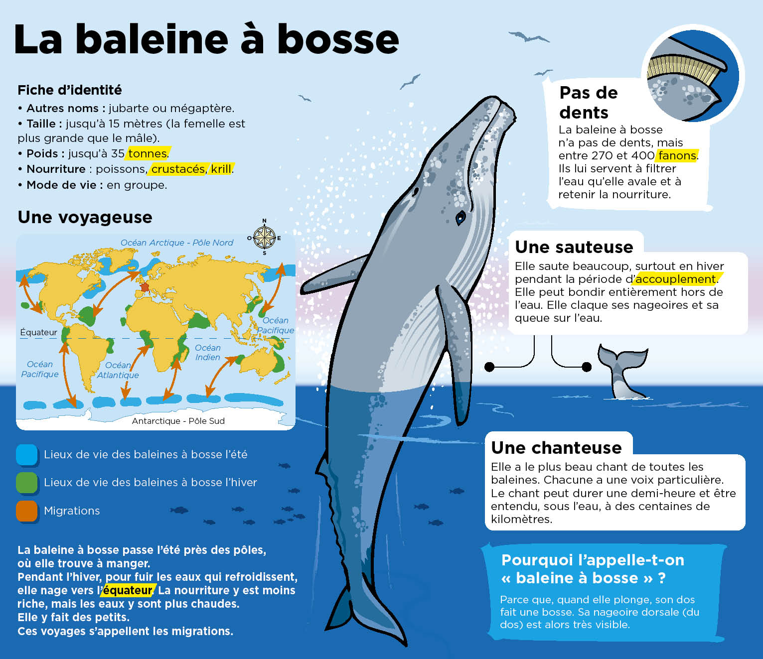 ou se trouve la baleine
