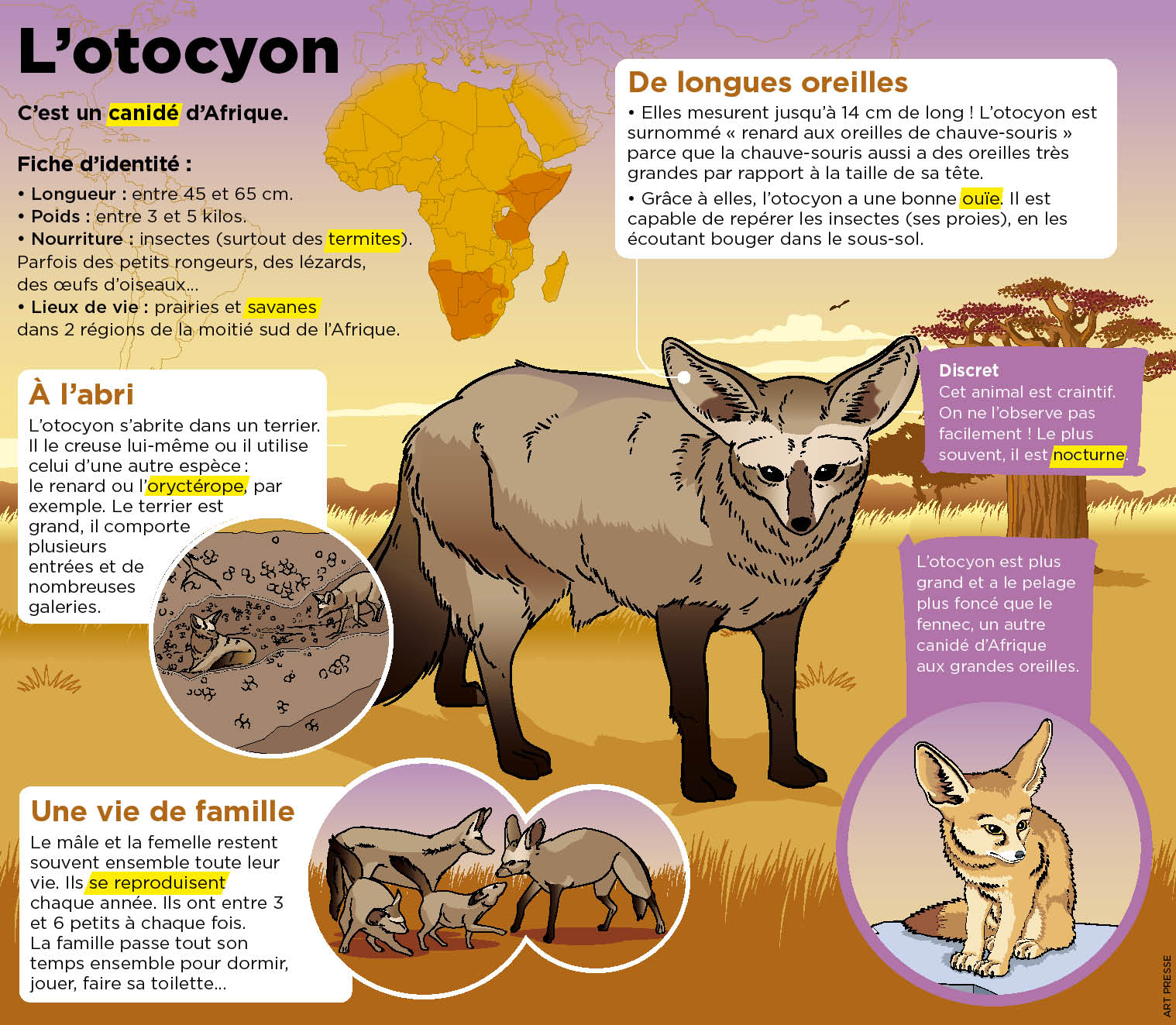 Une Espece Peu Connue De Renards D Afrique Aux Grandes Oreilles Est A Decouvrir Au Zoo De Paris Playbac Presse Digital Journaux Jeunesse Le Petit Quotidien Mon Quotidien L Actu L Eco Et Plus Une Espece Peu Connue De Renards D Afrique Aux Grandes Oreilles Est A Decouvrir Au Zoo De Paris Playbac Presse Digital Journaux Jeunesse Le Petit Quotidien Mon Quotidien L Actu L Eco Et Plus