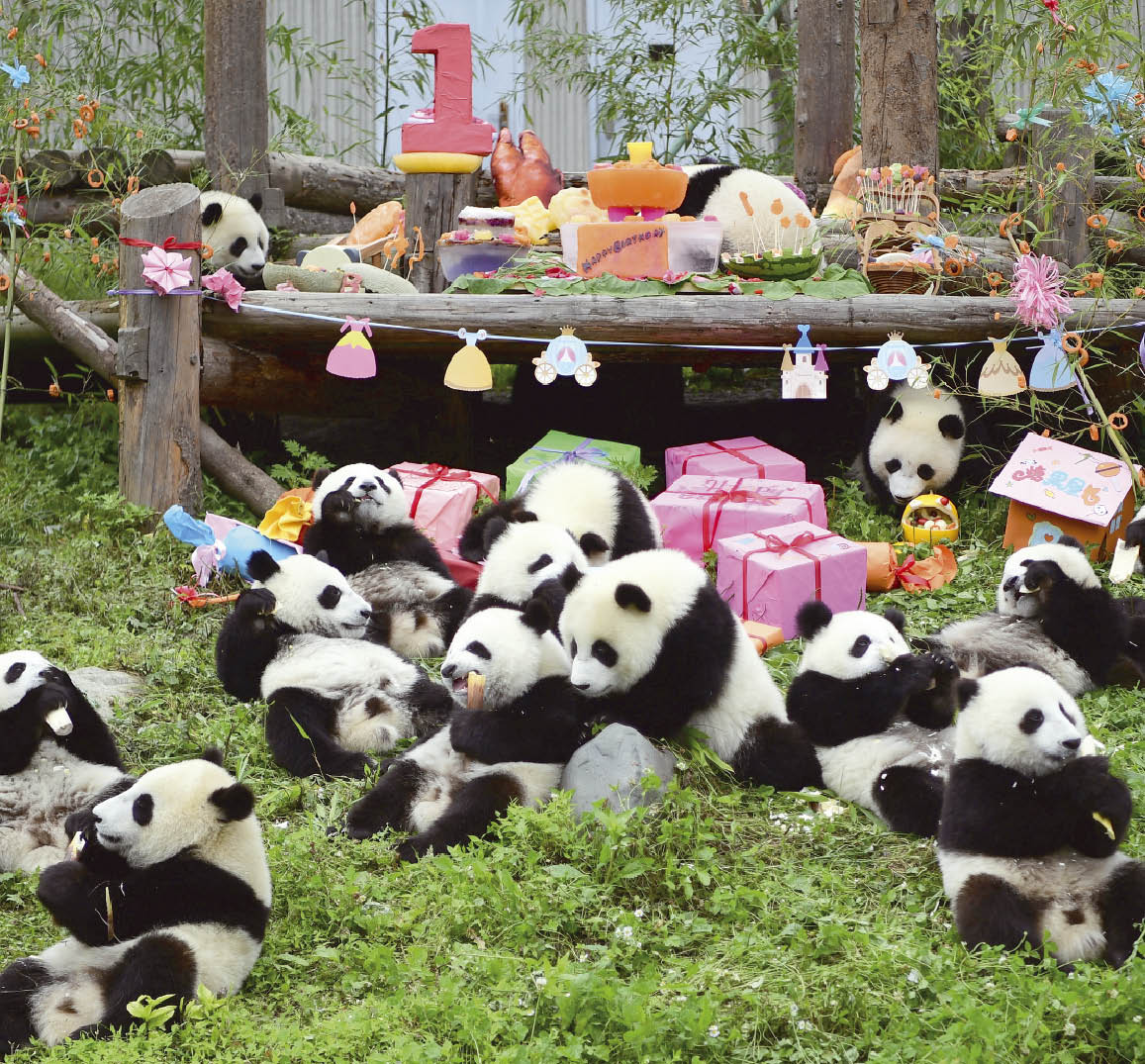 En Chine 18 Pandas Geants Ont Fete Ensemble Leur Premier Anniversaire Le Petit Quotidien Le Seul Journal D Actualite Pour Les Enfants De 6 10 Ans