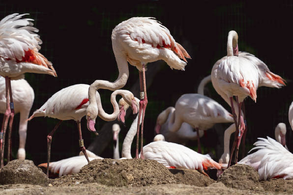 En Images La Naissance D Un Bebe Flamant Rose Playbac Presse Digital Journaux Jeunesse Le Petit Quotidien Mon Quotidien L Actu L Eco Et Plus