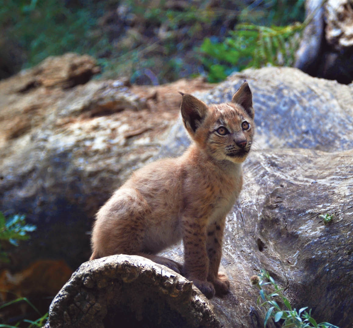 SimplyScience: Le lynx, pas félin pour rien!
