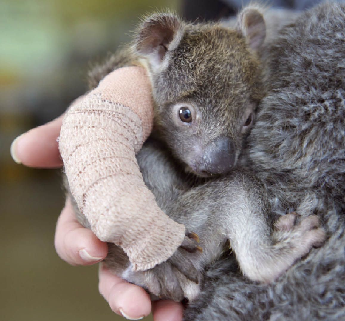 En Australie Un Bebe Koala Sauvage Tombe D Un Arbre A Ete Sauve Le Petit Quotidien Le Seul Journal D Actualite Pour Les Enfants De 6 10 Ans