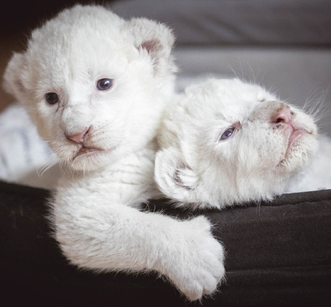 2 Bebes Lions Blancs Sont Nes Dans Un Refuge En France Le Petit Quotidien Le Seul Journal D Actualite Pour Les Enfants De 6 10 Ans