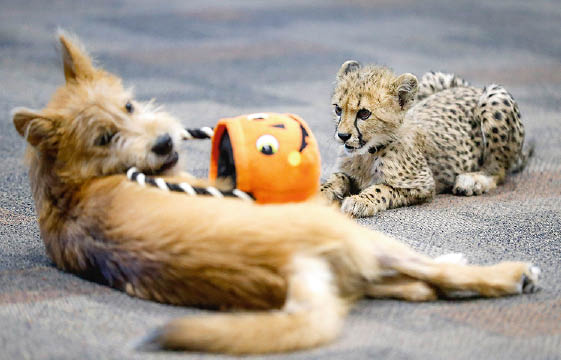 Un Bebe Guepard S Amuse Avec Un Chiot Dans Un Zoo Le Petit Quotidien Le Seul Journal D Actualite Pour Les Enfants De 6 10 Ans