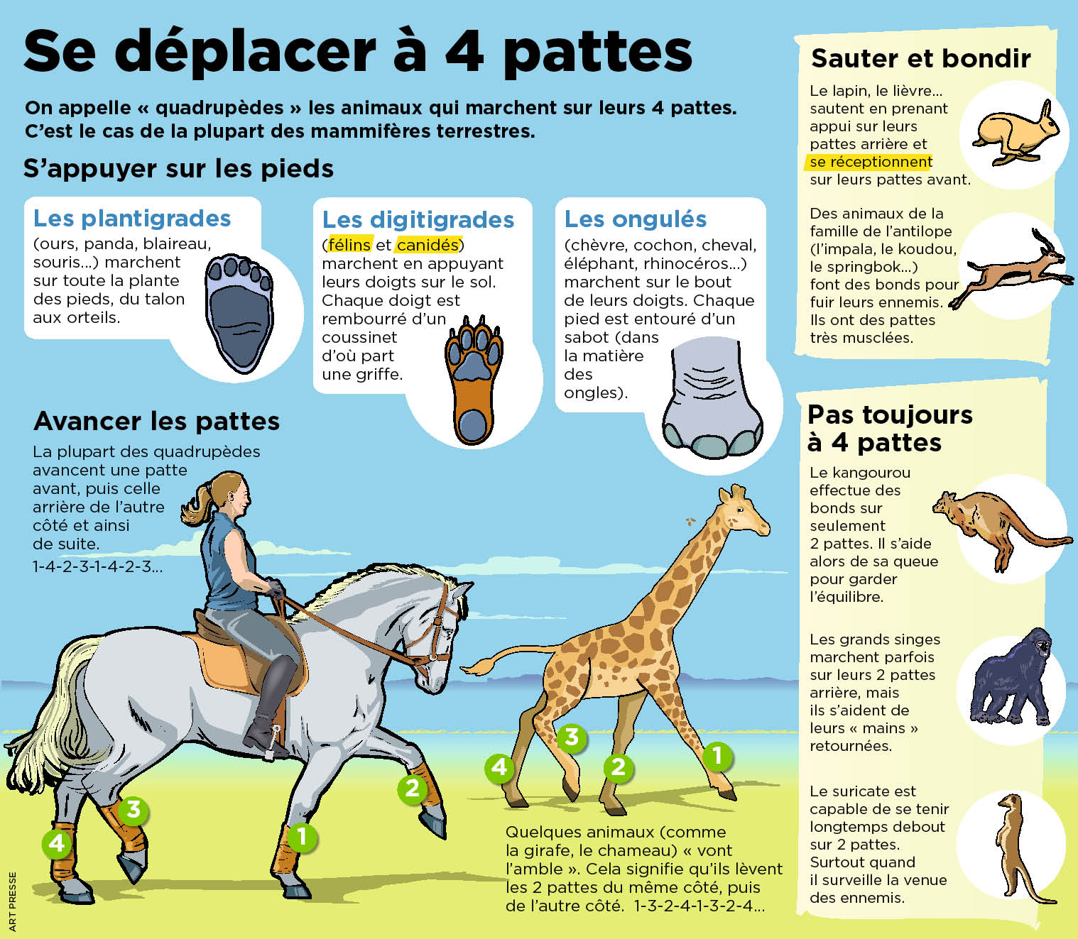 animaux qui marchent sur deux pattes