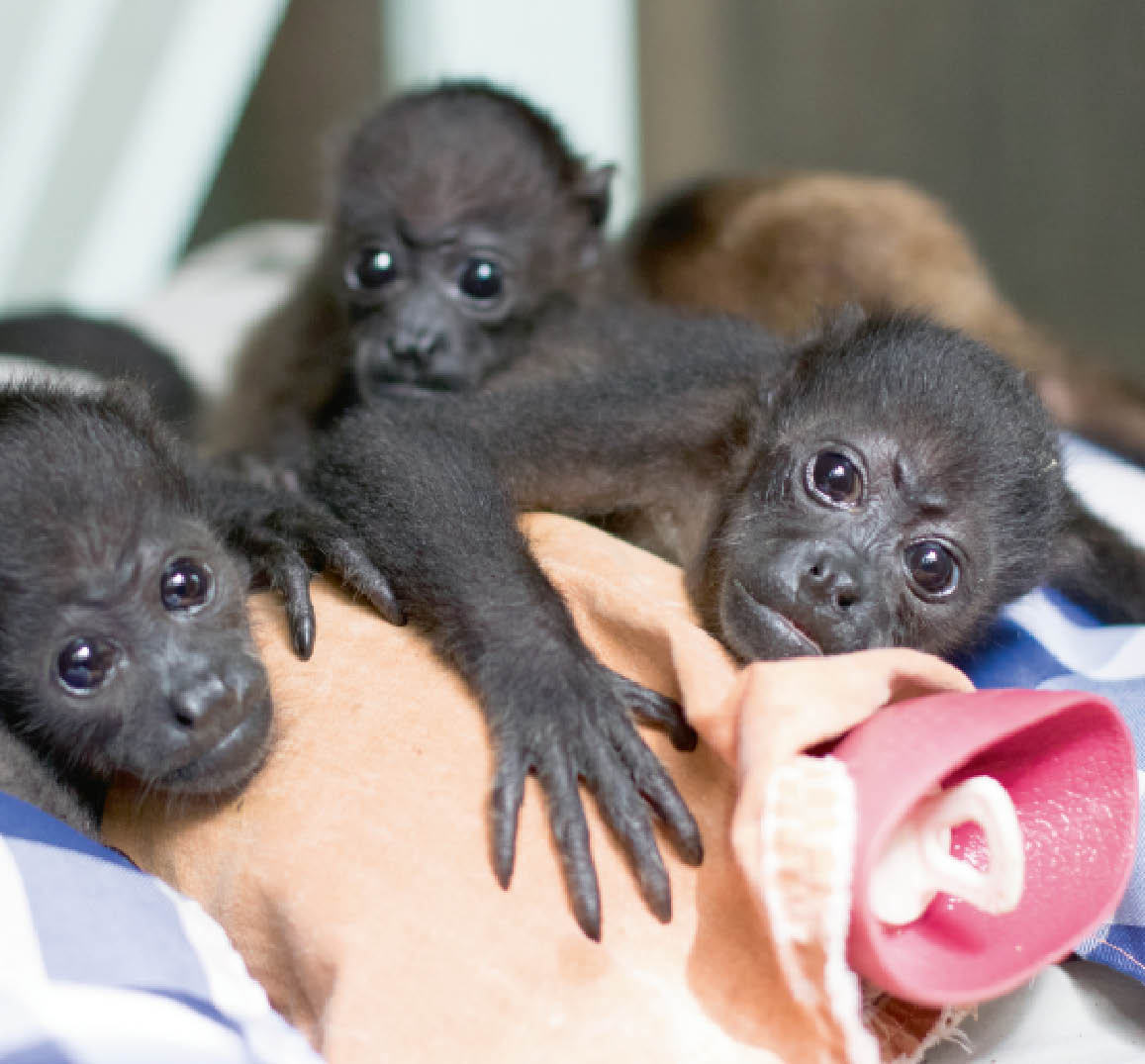 Des Bouillottes Servent A Reconforter Des Singes Orphelins Le Petit Quotidien Le Seul Journal D Actualite Pour Les Enfants De 6 10 Ans