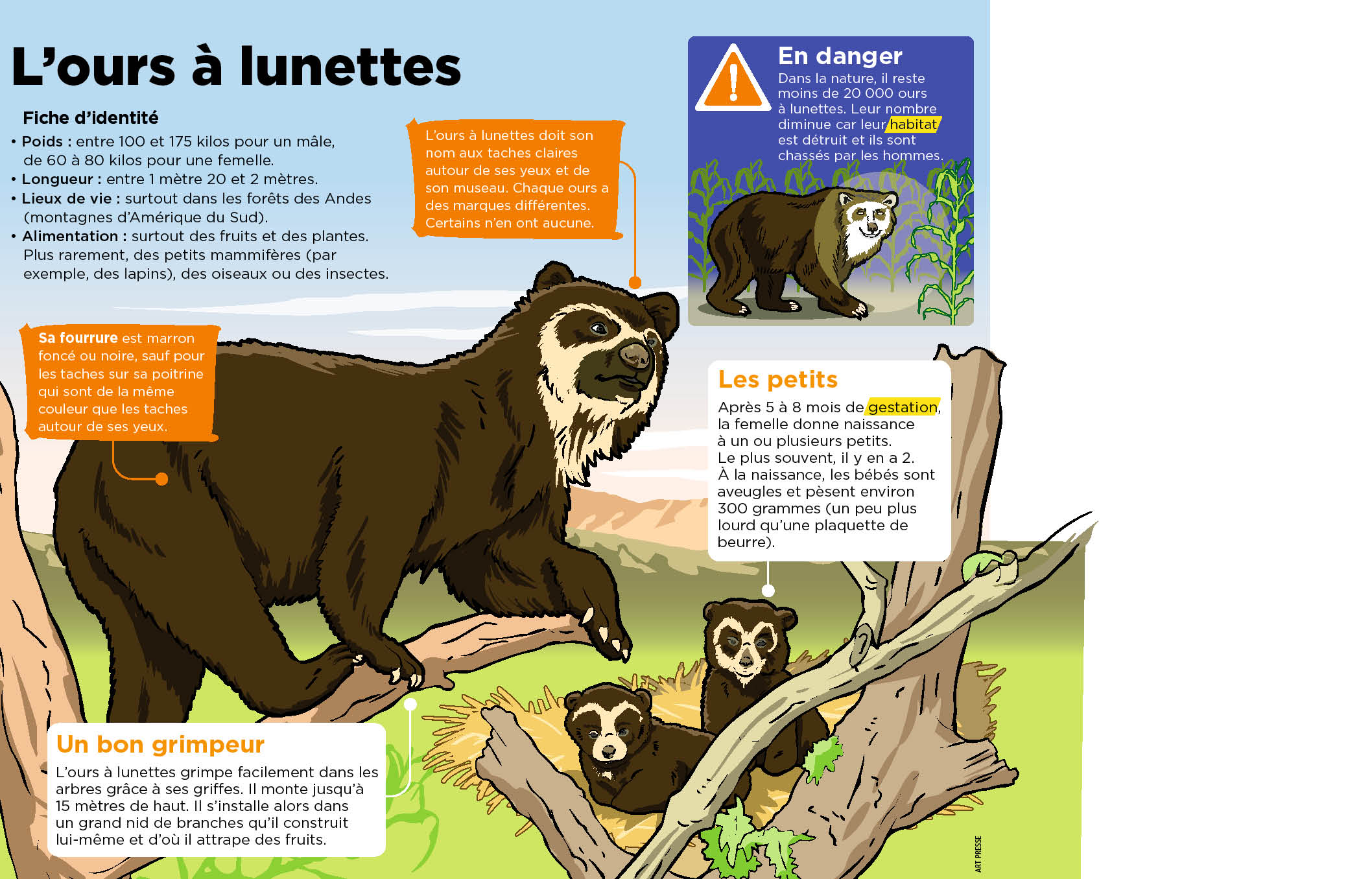 Gestation Ours Brun