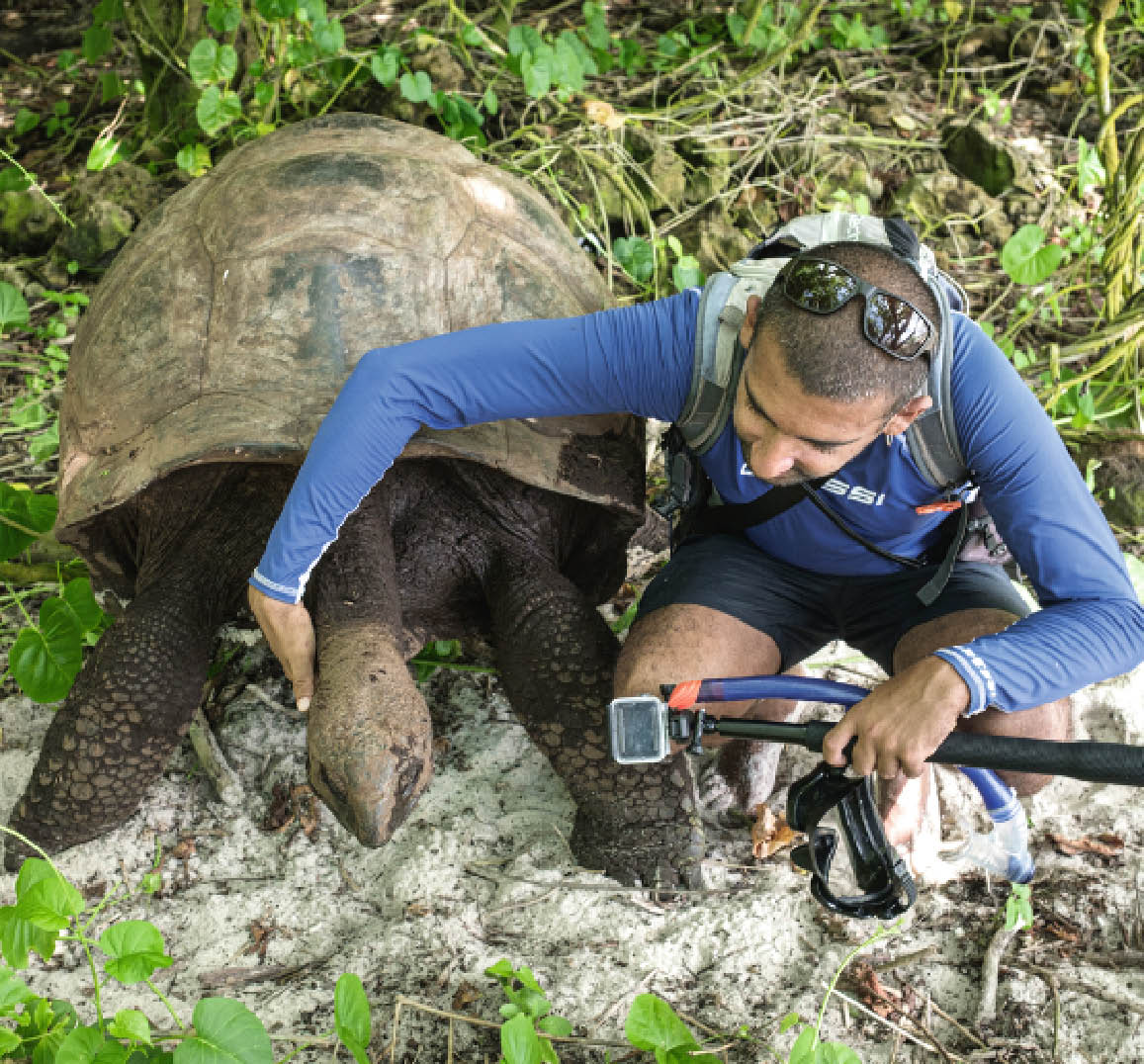 Les Tortues – Nature Ocean Indien