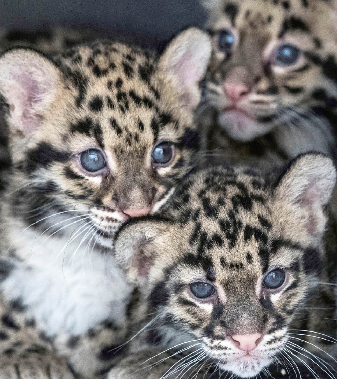 3 Pantheres Nebuleuses Sont Nees Dans Un Zoo En France Le Petit Quotidien Le Seul Journal D Actualite Pour Les Enfants De 6 10 Ans