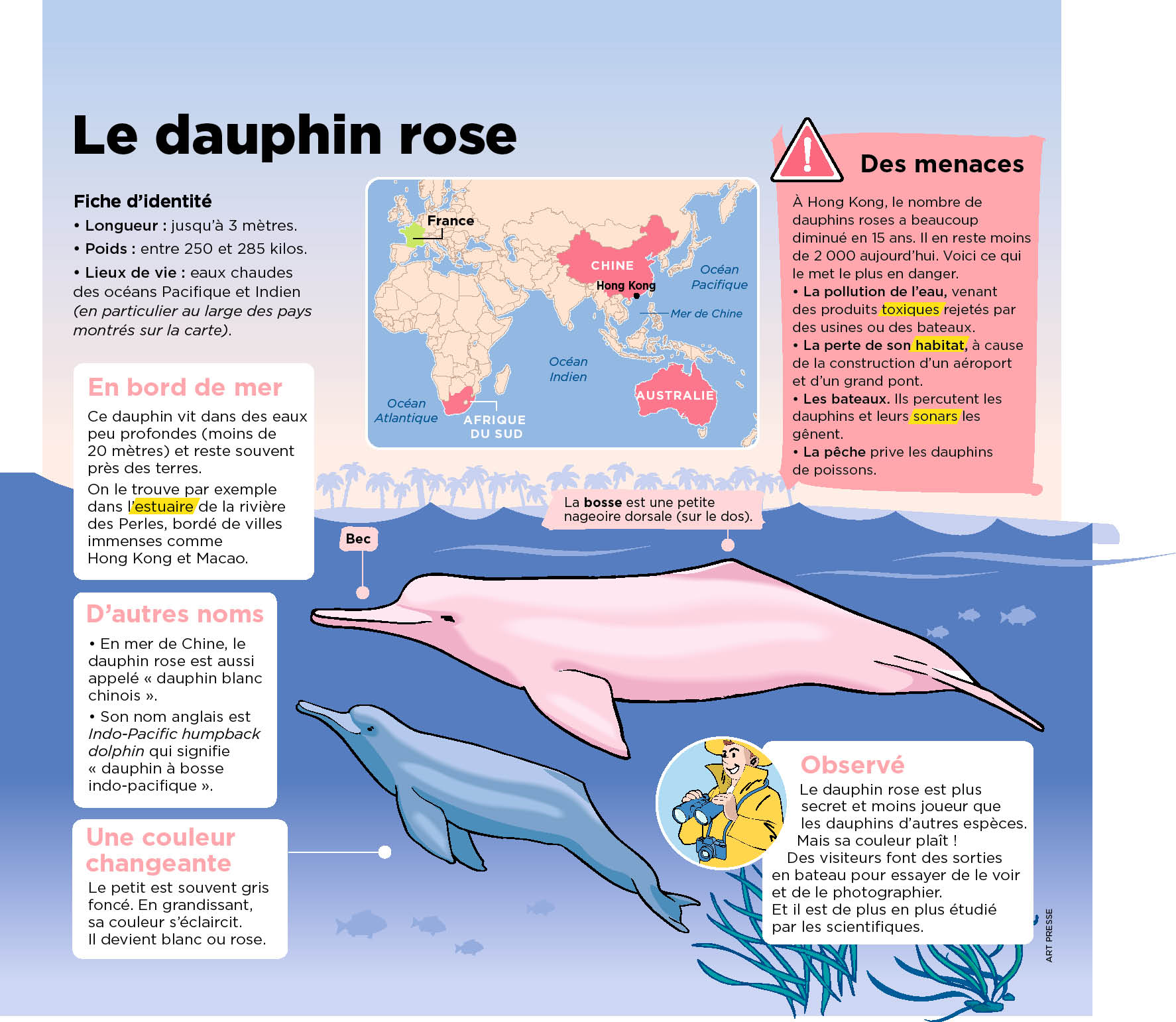 Grace Au Coronavirus Des Dauphins Roses Sont Plus Au Calme Et Donc Plus Nombreux Le Petit Quotidien Le Seul Journal D Actualite Pour Les Enfants De 6 10 Ans