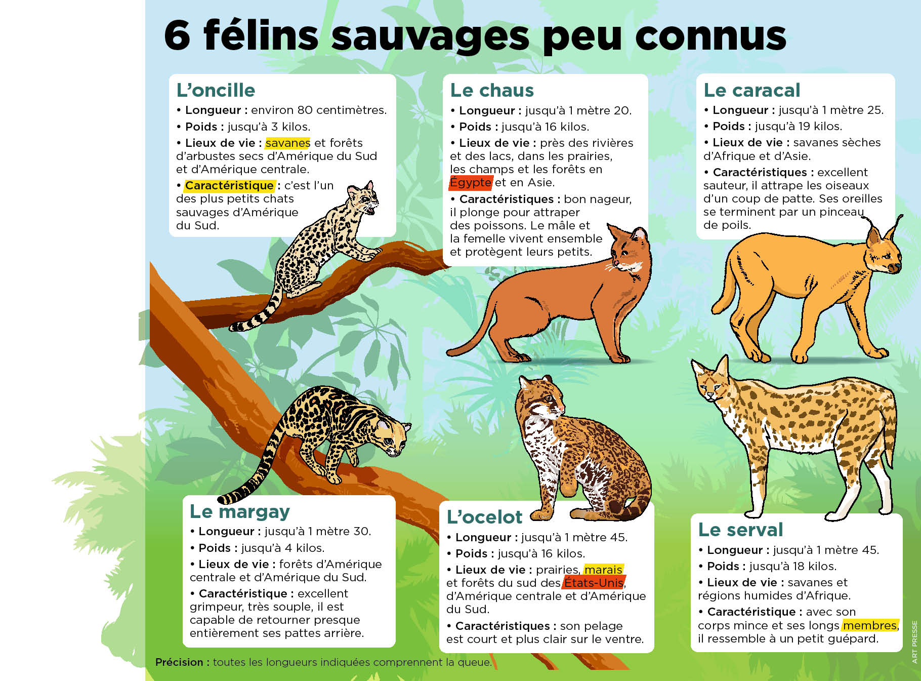 Connais Tu Le Margay C Est Un Petit Chat Sauvage D Amerique Le Petit Quotidien Le Seul Journal D Actualite Pour Les Enfants De 6 10 Ans