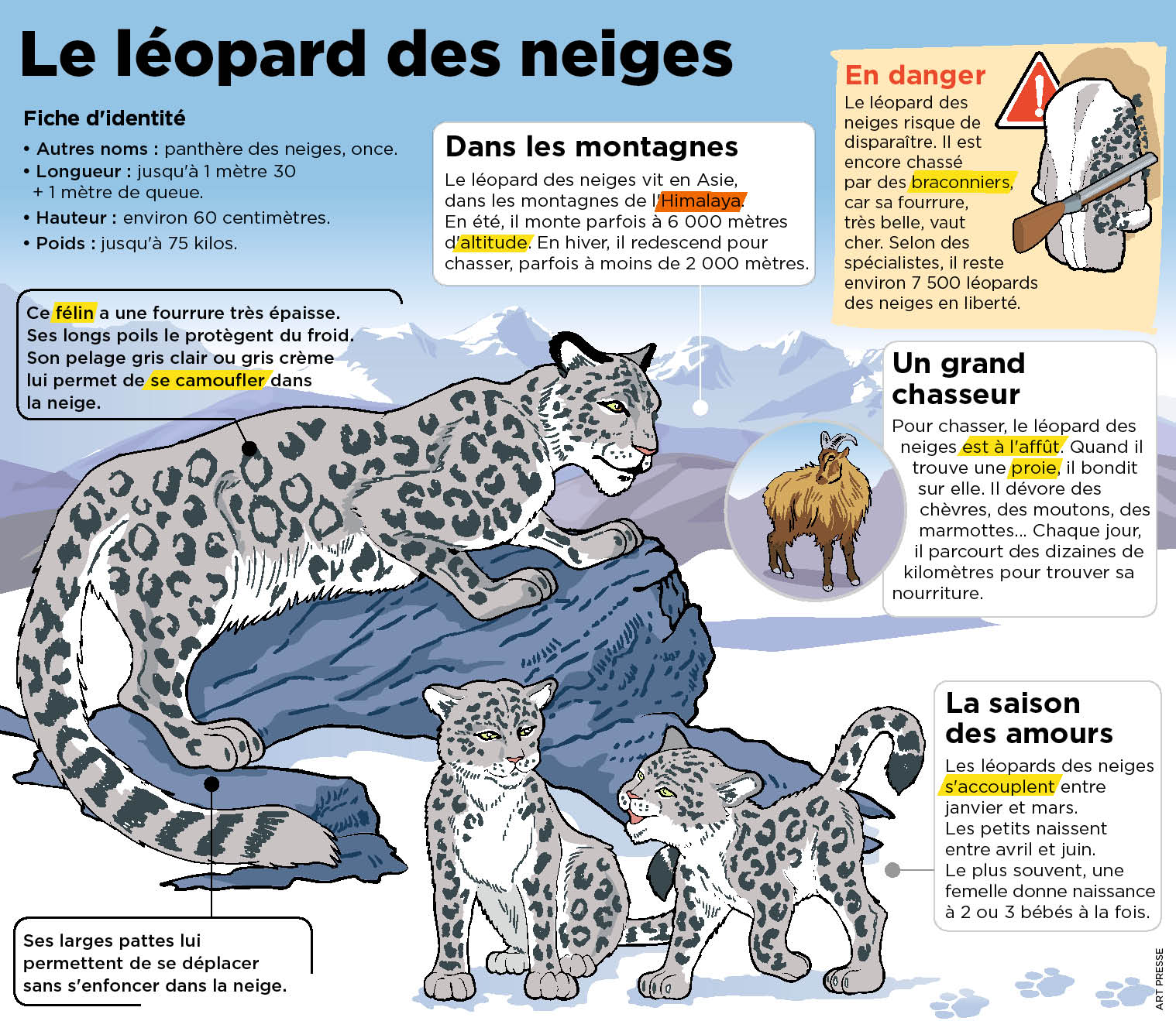 Ces Leopards Des Neiges Ont Ete Soignes Pour Mieux Marcher Le Petit Quotidien Le Seul Journal D Actualite Pour Les Enfants De 6 10 Ans