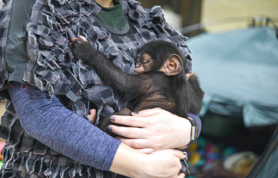 Des Soigneurs Deguises Pour S Occuper D Un Bebe Singe Playbac Presse Digital Journaux Jeunesse Le Petit Quotidien Mon Quotidien L Actu L Eco Et Plus