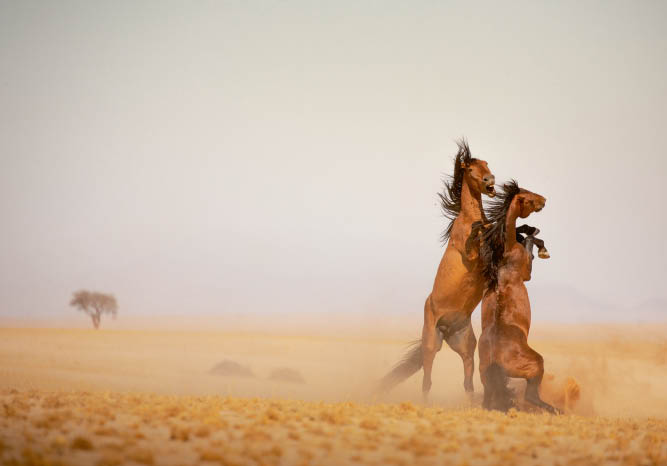 A La Rencontre Des Chevaux Sauvages Vivant Dans Le Desert De Namibie En Afrique Le Petit Quotidien Le Seul Journal D Actualite Pour Les Enfants De 6 10 Ans