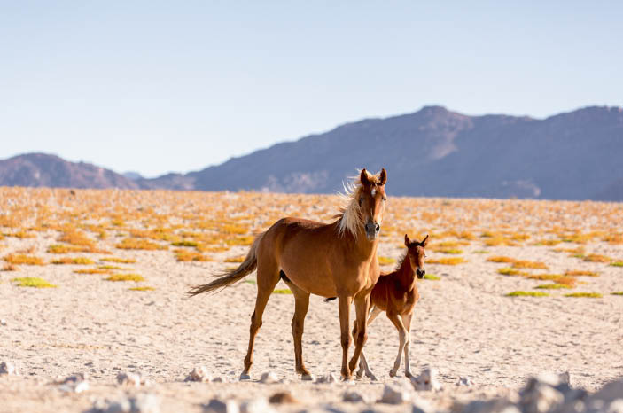 A La Rencontre Des Chevaux Sauvages Vivant Dans Le Desert De Namibie En Afrique Le Petit Quotidien Le Seul Journal D Actualite Pour Les Enfants De 6 10 Ans