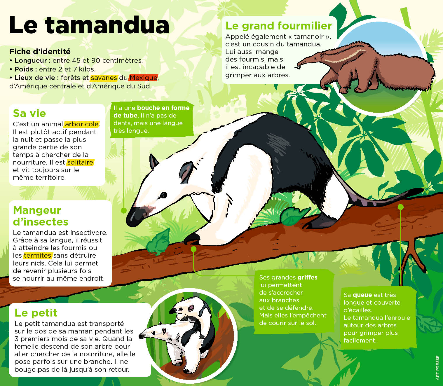 Cet Animal Est Encore Bebe Mais Il A Deja Une Longue Langue Le Petit Quotidien Le Seul Journal D Actualite Pour Les Enfants De 6 10 Ans