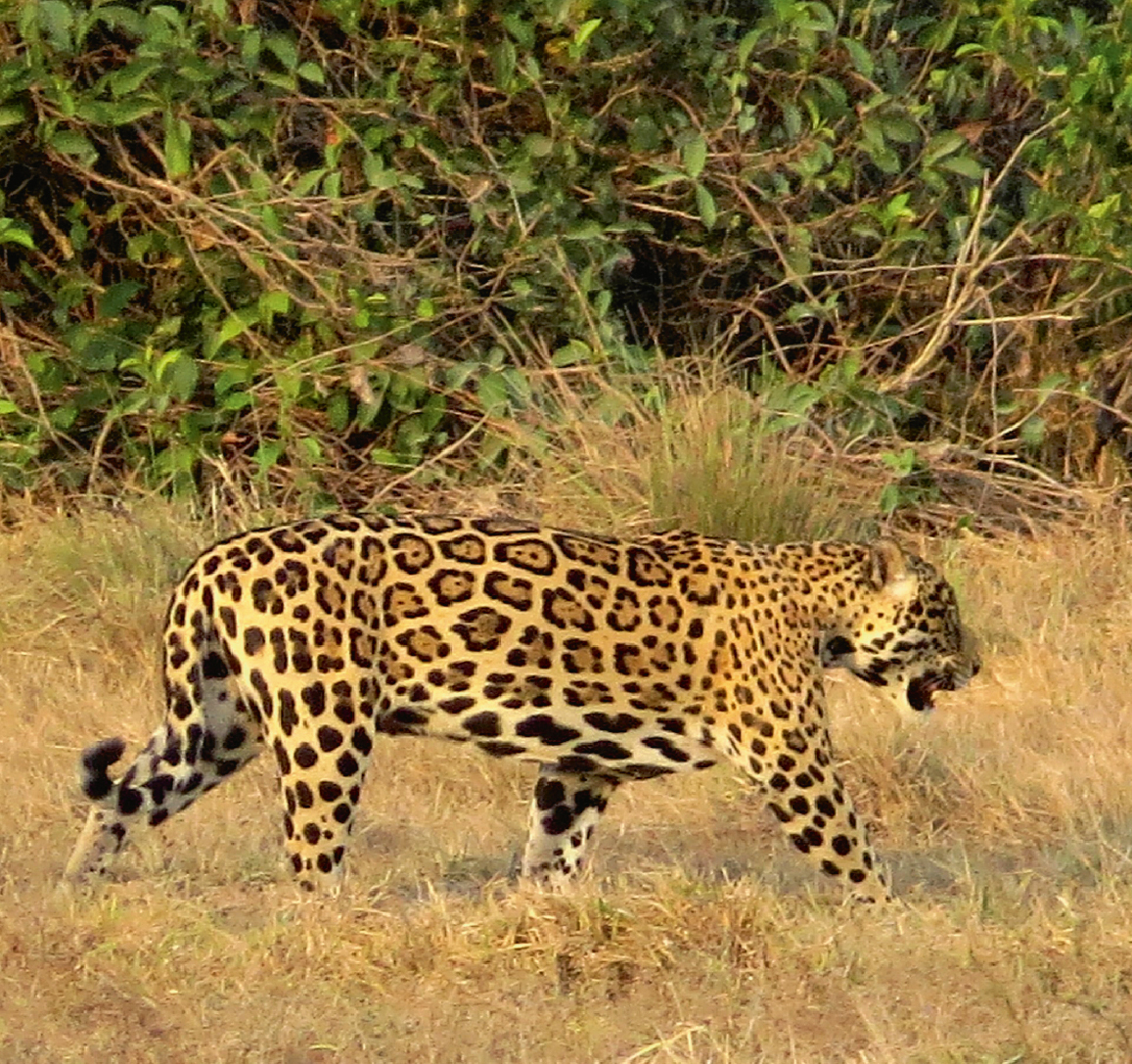 Comment Sappelle Le Bebe Du Jaguar Un éleveur de vaches a choisi de protéger les jaguars | Le Petit Quotidien,  le seul journal d'actualité pour les enfants de 6-10 ans
