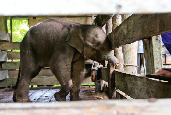 Quand un bébé éléphant apprend à se servir de sa trompe