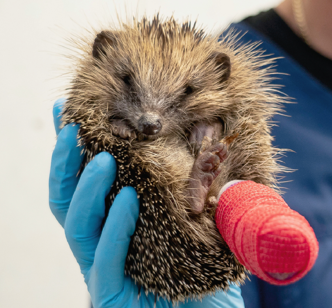 Playbac Presse Digital: journaux jeunesse Le Petit Quotidien, Mon ...