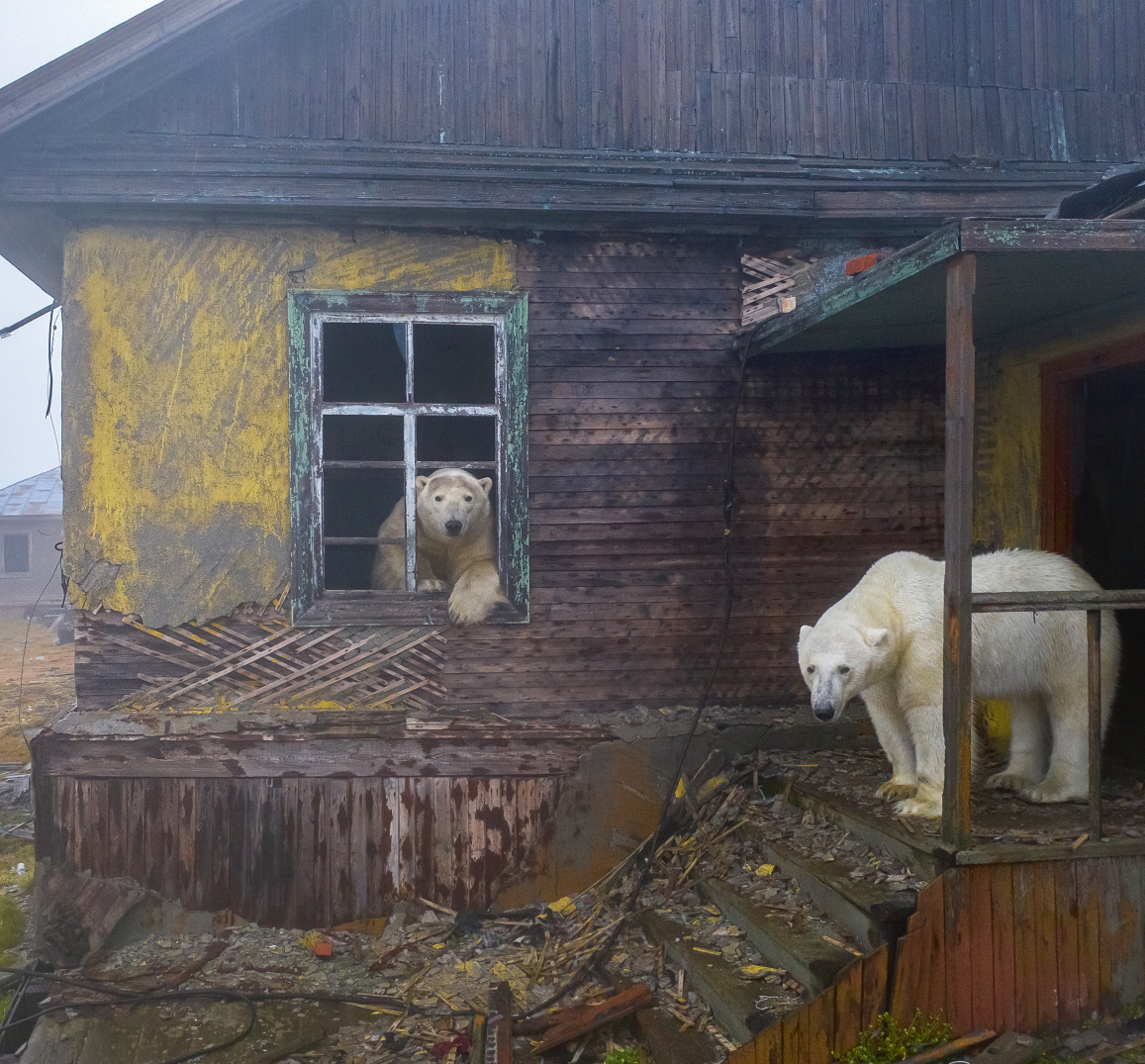 Attaque rarissime : un ours polaire blesse une famille, dont un enfant 2 Attaque rarissime : un ours polaire blesse une famille, dont un enfant Image