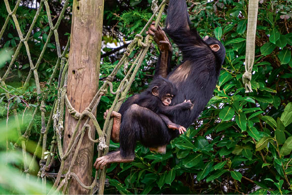Stars des zoos : Kouba, le bébé chimpanzé, a surmonté son deuil - Le  Parisien