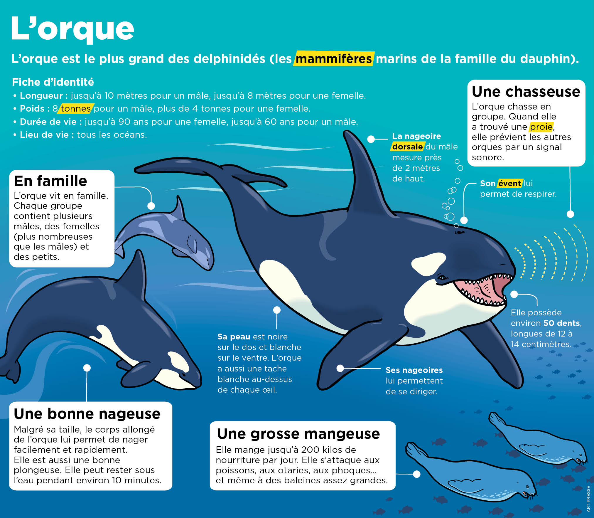 Playbac Presse Digital: Journaux Jeunesse Le Petit Quotidien, Mon ...