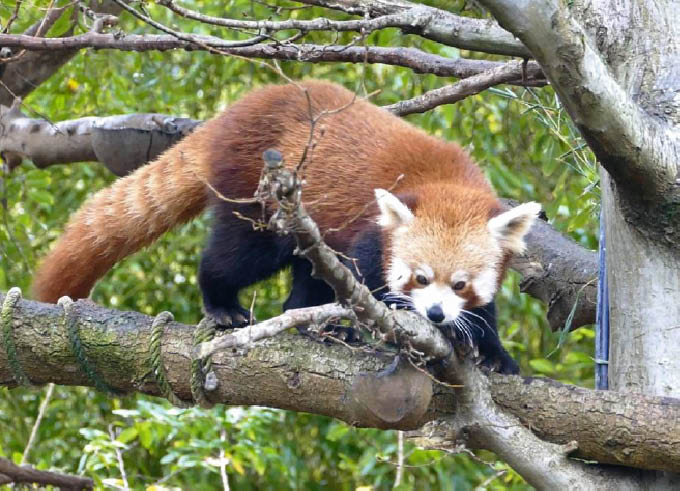 Playbac Presse Digital: journaux jeunesse Le Petit Quotidien, Mon