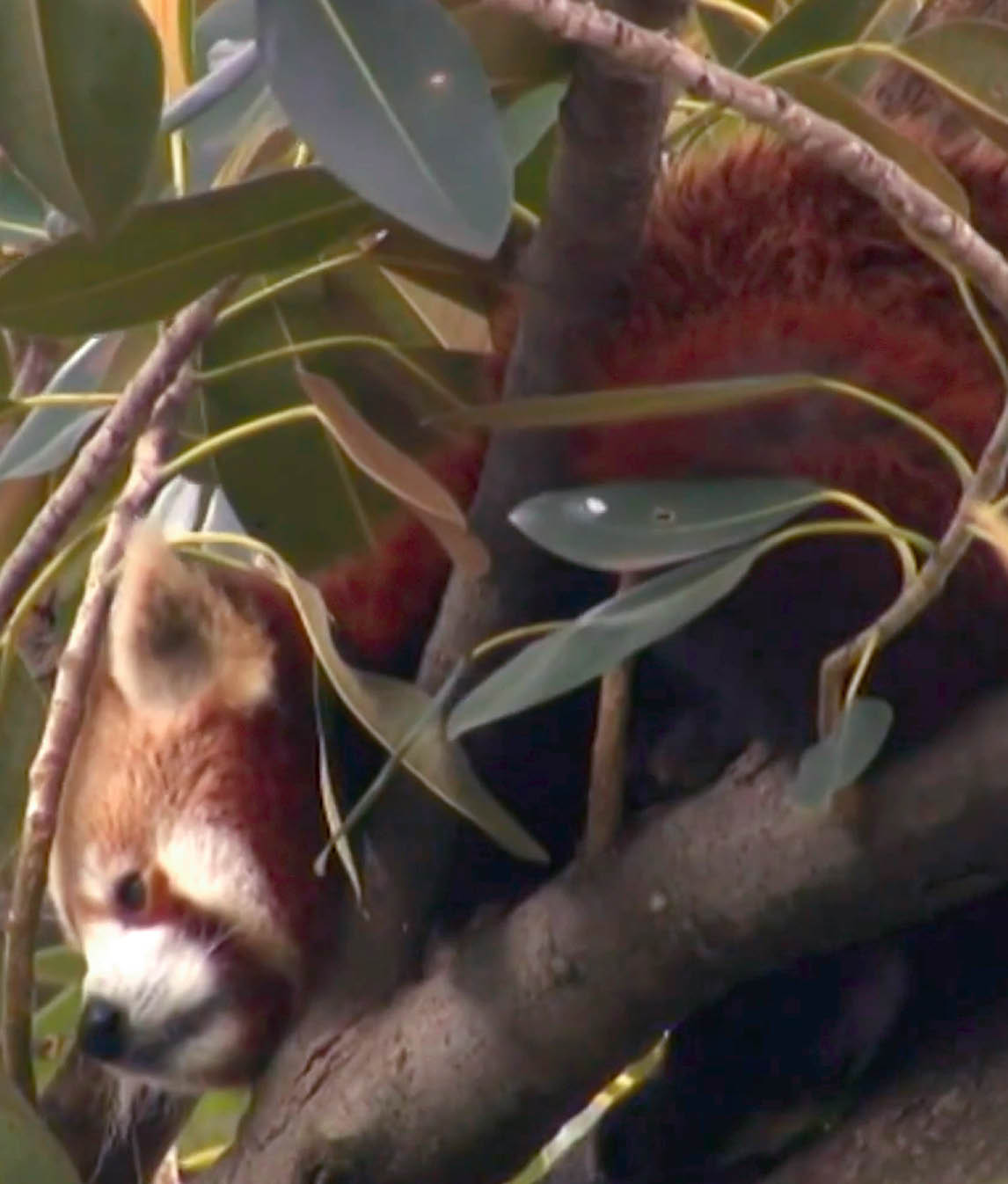 Playbac Presse Digital: journaux jeunesse Le Petit Quotidien, Mon
