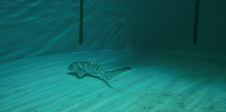 Le Voyage D Un Bebe Requin Entre 2 Aquariums Playbac Presse Digital Journaux Jeunesse Le Petit Quotidien Mon Quotidien L Actu L Eco Et Plus