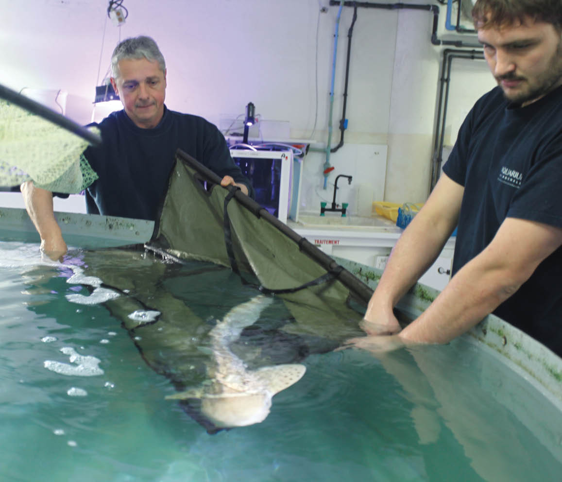 Le Voyage D Un Bebe Requin Entre 2 Aquariums Playbac Presse Digital Journaux Jeunesse Le Petit Quotidien Mon Quotidien L Actu L Eco Et Plus