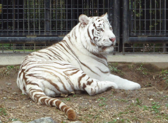 Un Gardien De Zoo Tué Par Un Tigre Blanc Playbac Presse