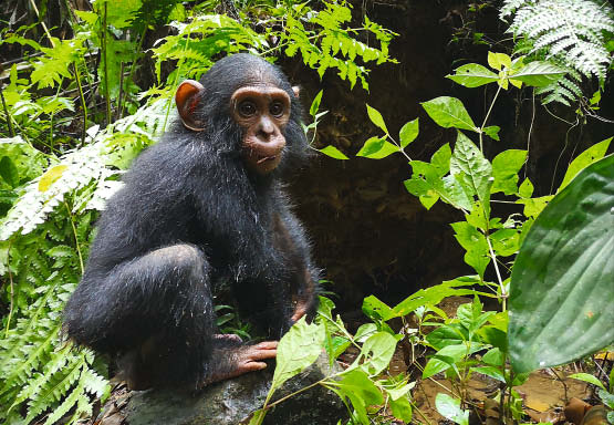 Une Protectrice Des Singes A Partage Sa Passion Avec 3 Abonnes Playbac Presse Digital Journaux Jeunesse Le Petit Quotidien Mon Quotidien L Actu L Eco Et Plus