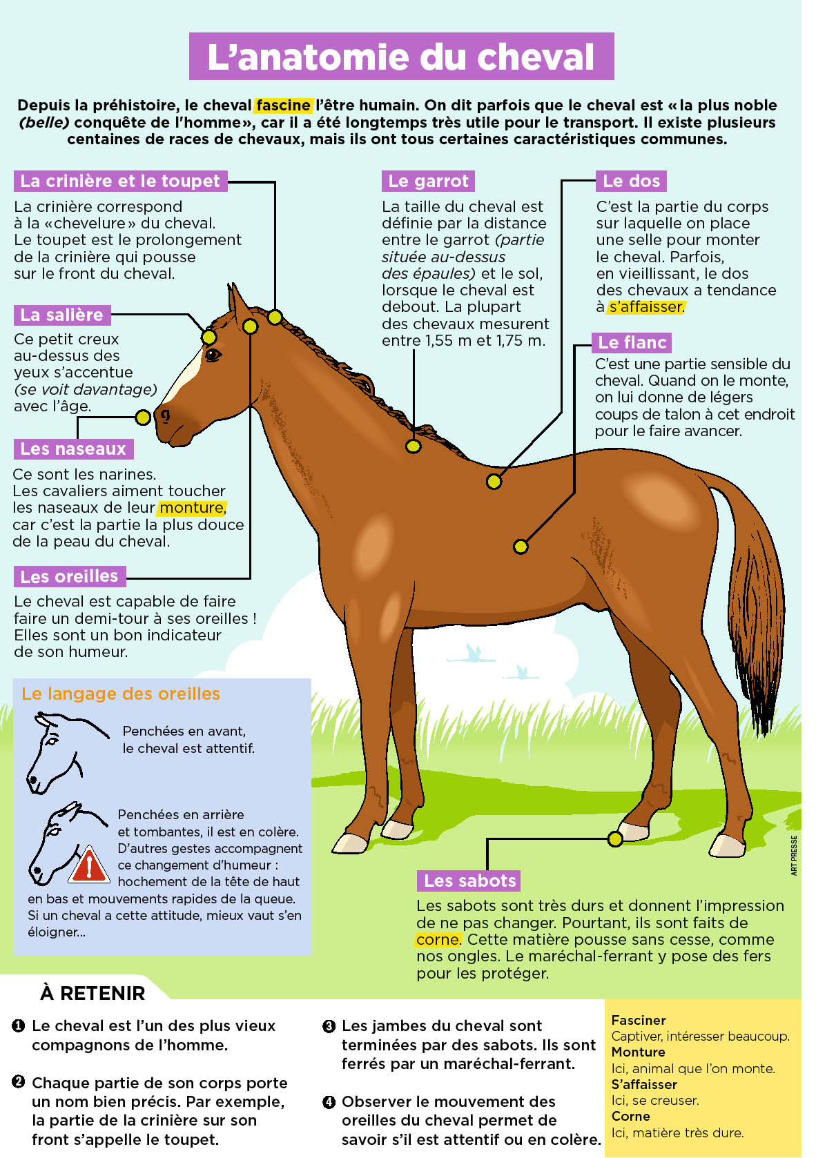 De cheval перевод. Чертежи cheval. Какие команды можно выучить с лошадью. Tete de cheval чья. Лошадь сдула мысли cheval ta Race.