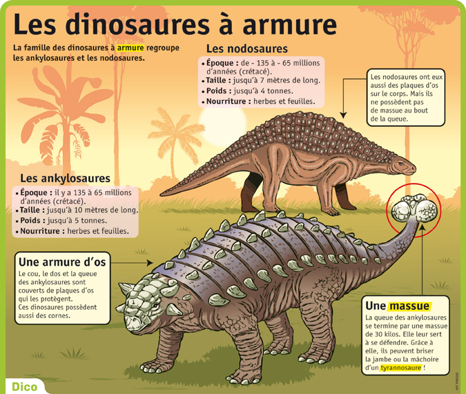 Les Dinosaures À Armure | Le Petit Quotidien, Le Seul Journal D'actualité  Pour Les Enfants De 6-10 Ans