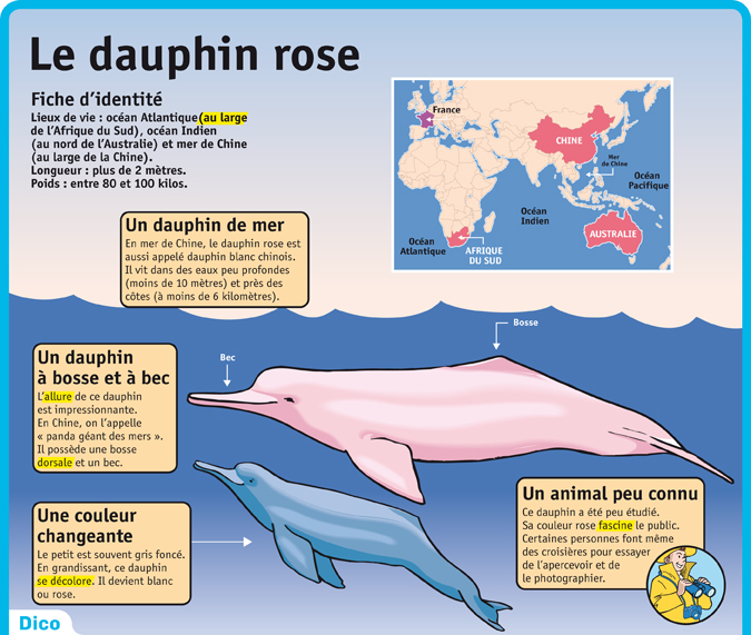 Le Dauphin Rose Le Petit Quotidien Le Seul Journal D Actualite Pour Les Enfants De 6 10 Ans